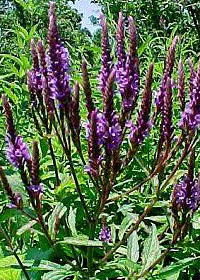 Verbena hastata